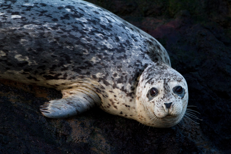 Harbor Seal